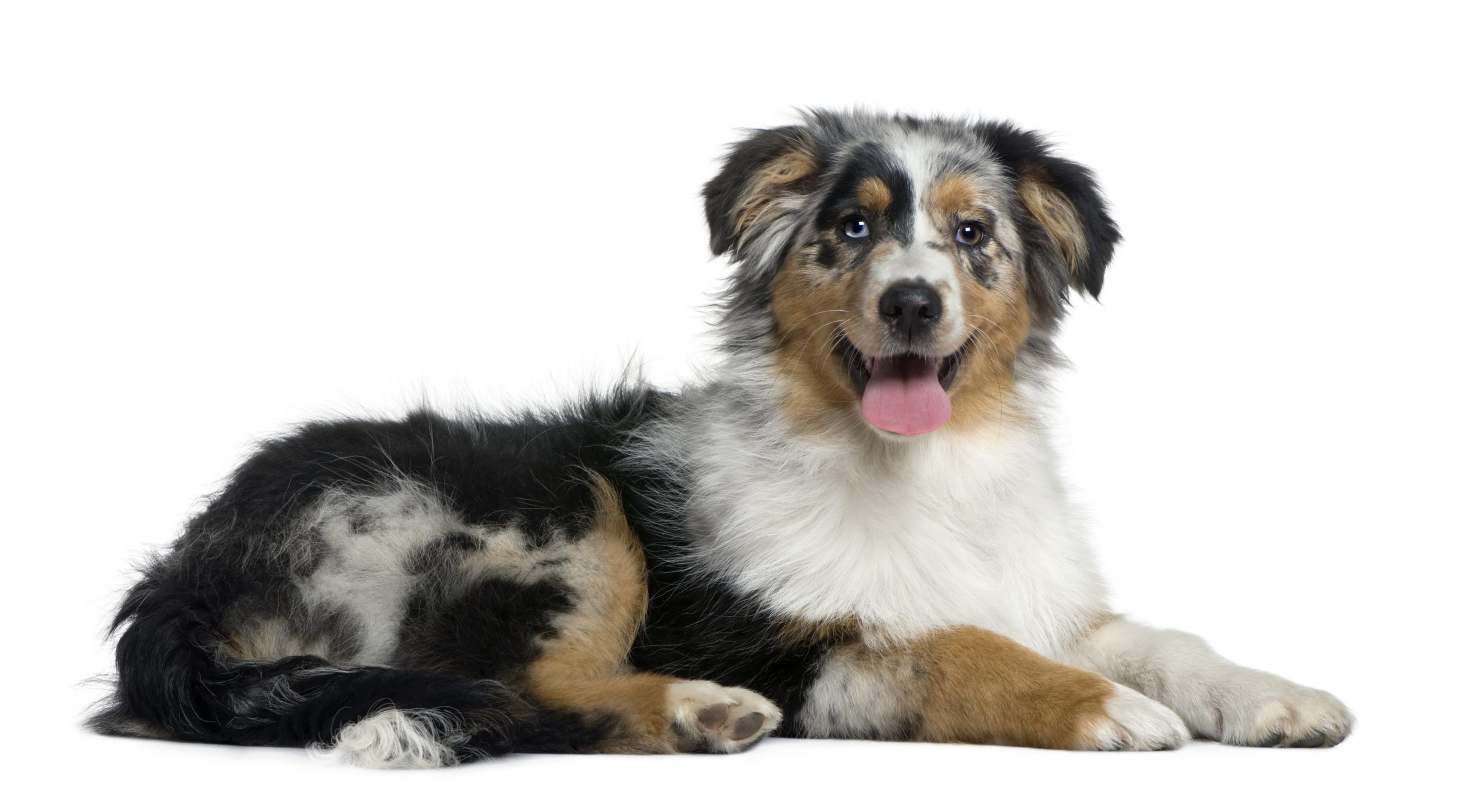 Australian Shepherd dog