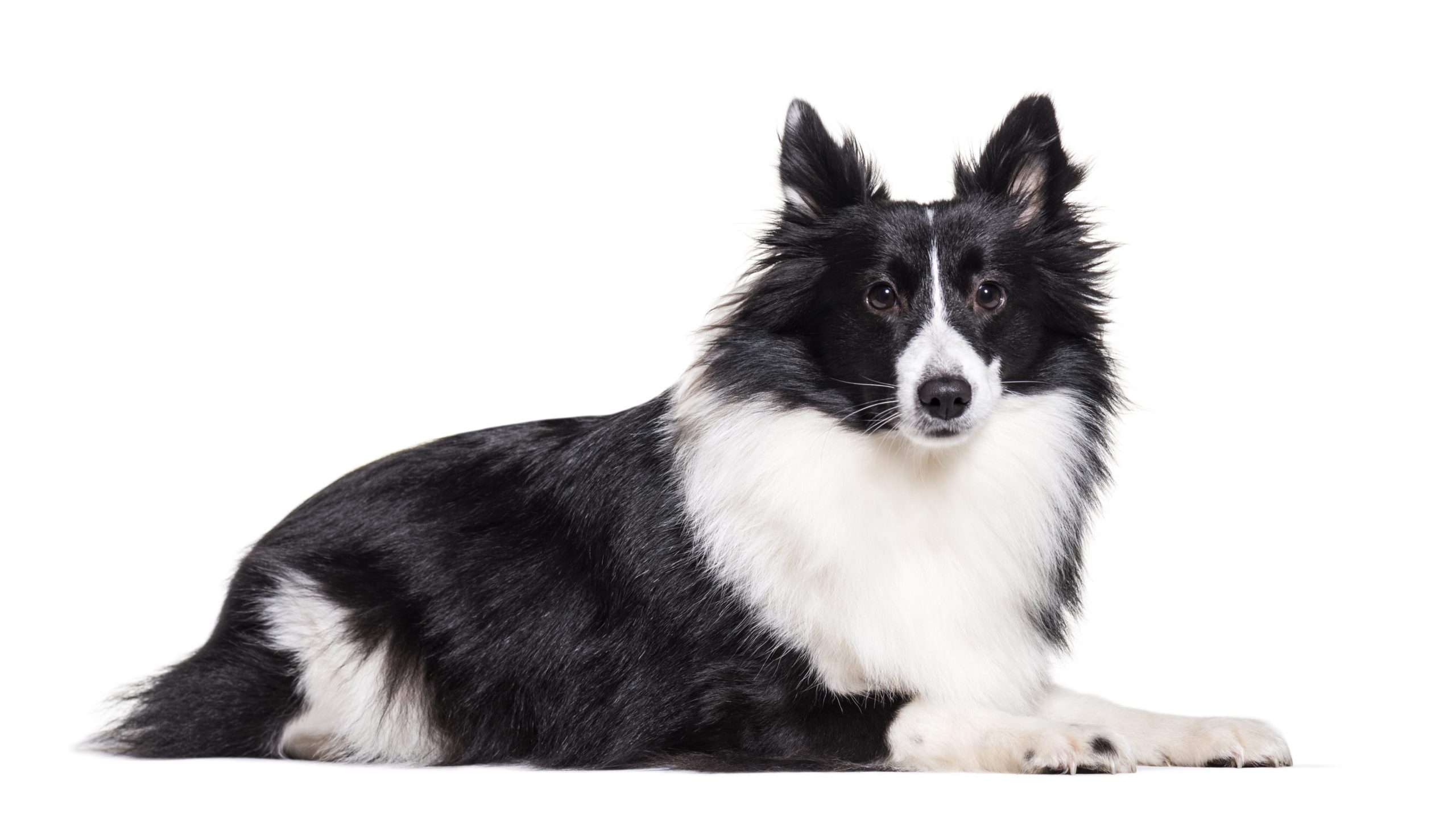 Lying down Shelty Dog, cut out