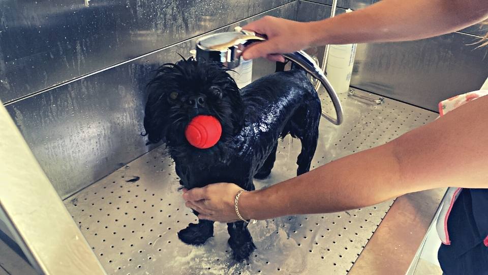 Teddy Shih Tzu In The Bath