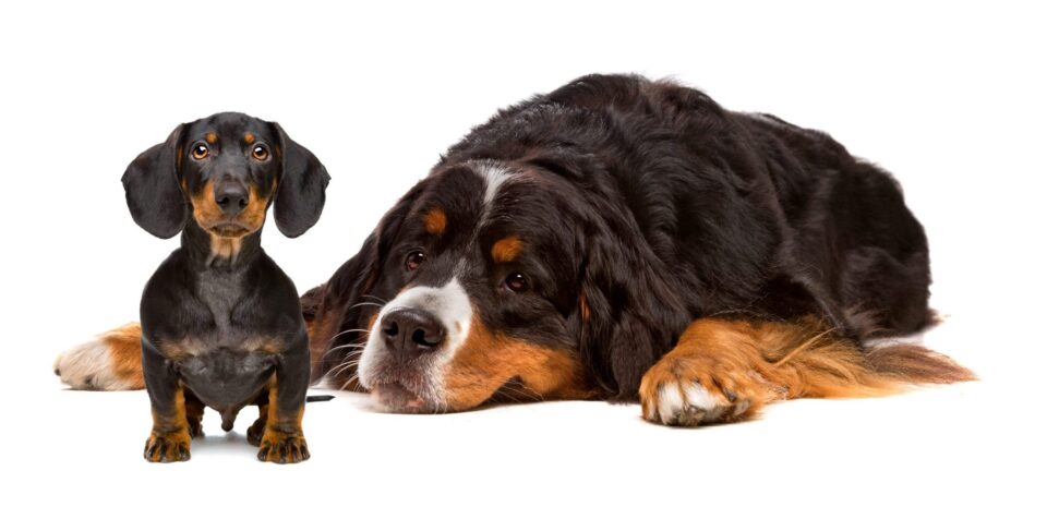 Dachshund and Bernese dog in front of a white background