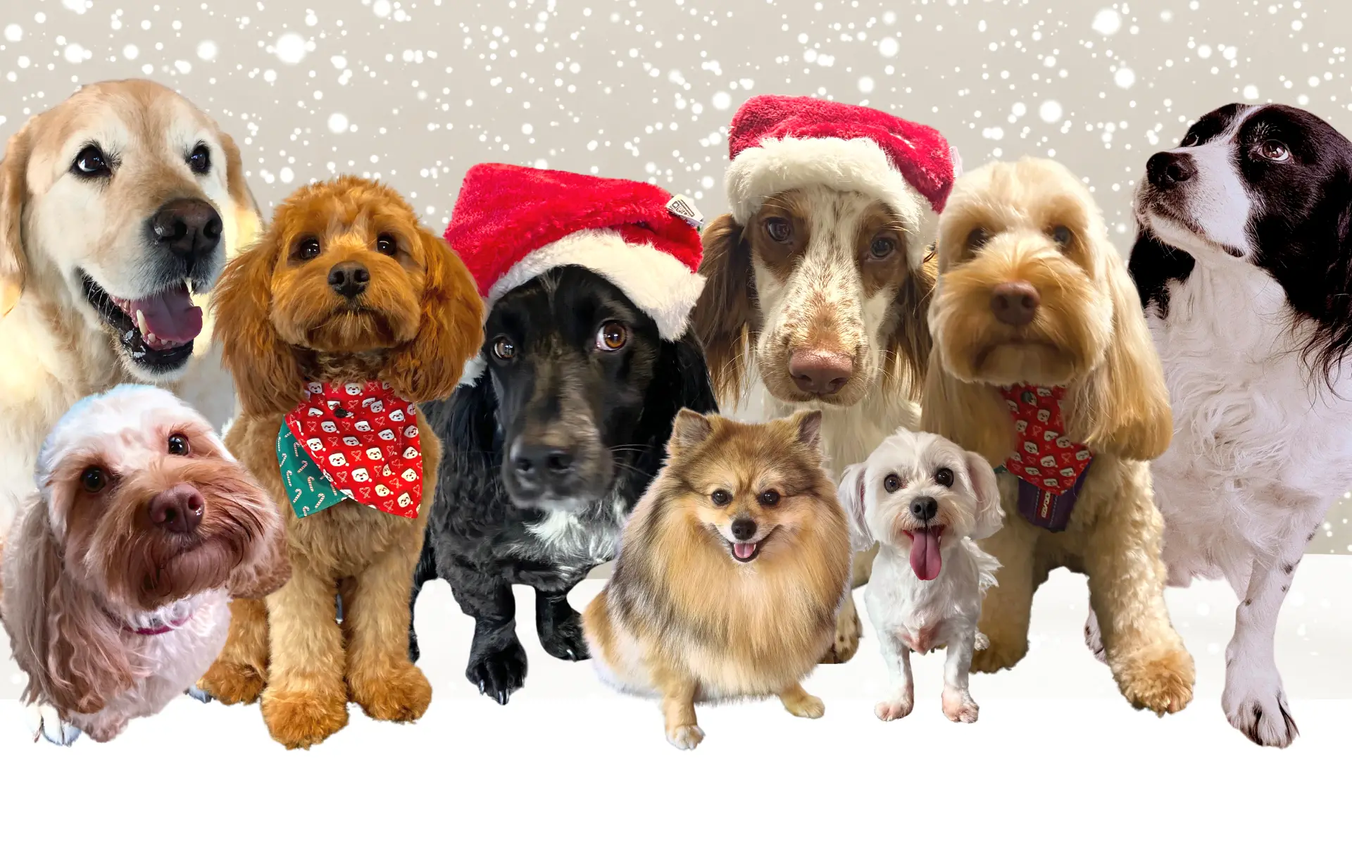 Why Dogs Are Not Just For Christmas Main Header