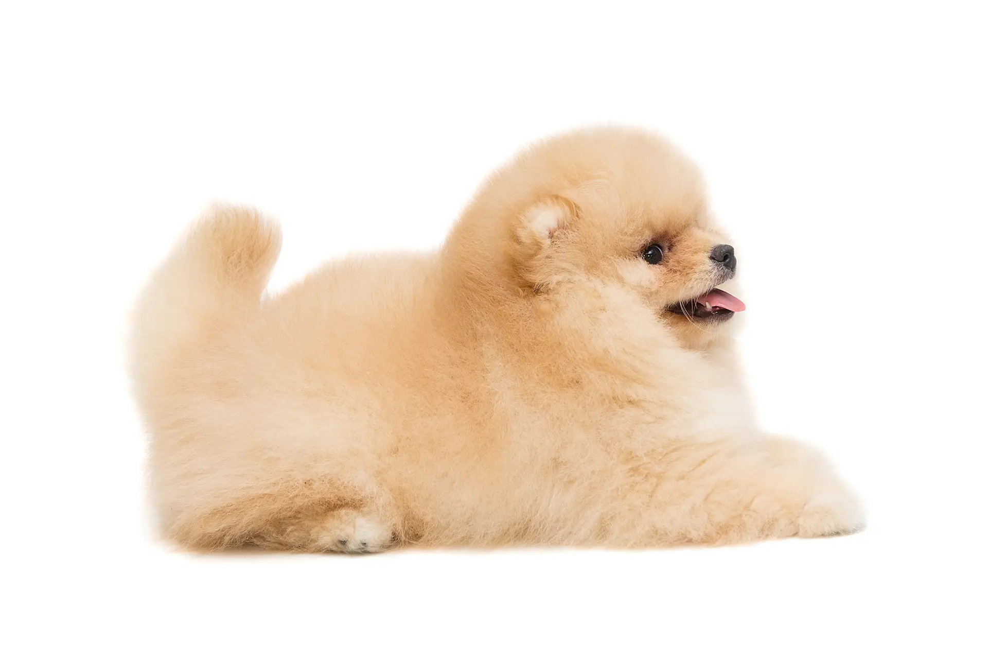 pomeranian-beige-puppy-blog-goochi-poochi